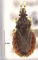 Aradus concinnus - photo 5