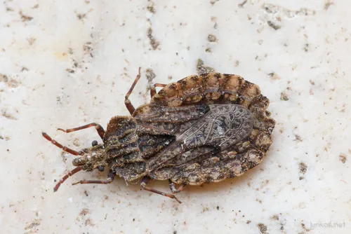 Aradus conspicuus