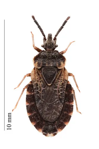 Aradus corticalis