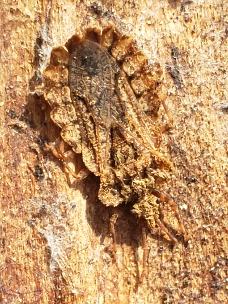 Aradus crenatus - photo 2