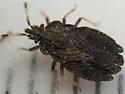 Aradus curticollis - photo 2
