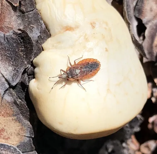 Aradus debilis