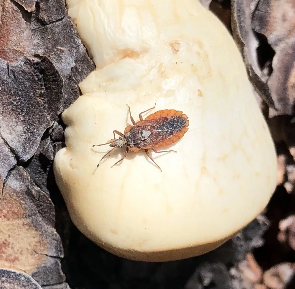 Aradus debilis - photo 2