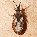Aradus depictus - photo 3