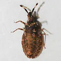 Aradus depictus - photo 5