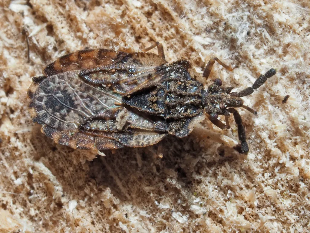 Aradus depressus - photo 2