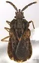 Aradus duzeei - photo 2