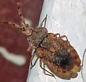 Aradus duzeei - photo 3