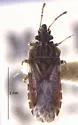 Aradus evermanni