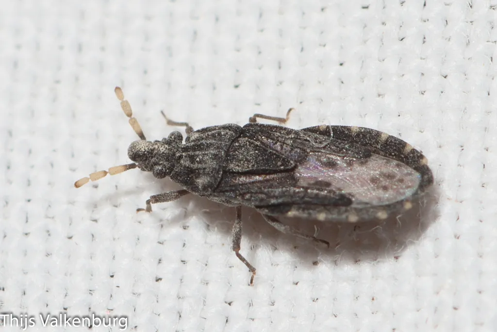 Aradus flavicornis - photo 2