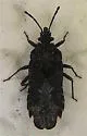 Aradus funestus