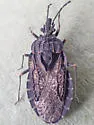 Aradus funestus - photo 4