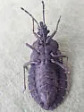 Aradus funestus - photo 5