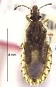Aradus furnissi
