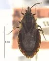 Aradus furvus