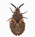 Aradus fuscomaculatus