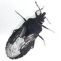Aradus gracilicornis