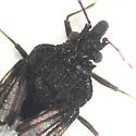 Aradus gracilicornis - photo 2