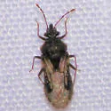 Aradus gracilicornis - photo 3