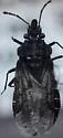 Aradus gracilicornis - photo 4