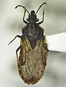 Aradus gracilicornis - photo 5