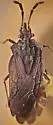 Aradus gracilis
