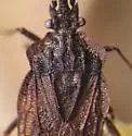 Aradus gracilis - photo 2