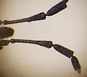 Aradus gracilis - photo 3