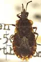Aradus hesperius