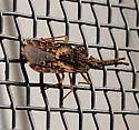 Aradus implanus - photo 2