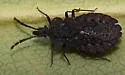 Aradus inornatus