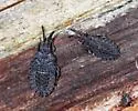 Aradus inornatus - photo 4