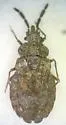 Aradus intectus