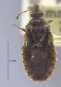 Aradus intermedius