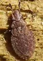 Pine Flat Bug
