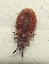 Pine Flat Bug - photo 2
