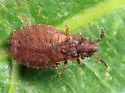 Pine Flat Bug - photo 3