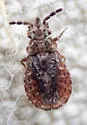 Pine Flat Bug - photo 5