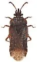 Aradus laeviusculus