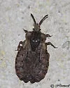 Aradus linsleyi