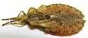 Aradus linsleyi - photo 5