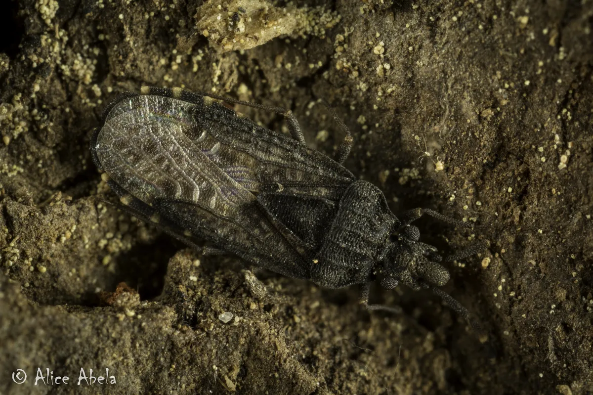 Aradus lugubris