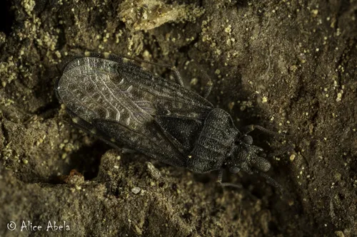 Aradus lugubris - photo 2
