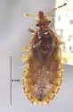 Aradus medioximus