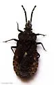 Aradus nr-acutus