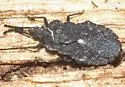 Aradus nr-debilis-ca-az