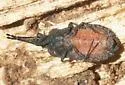 Aradus nr-debilis-ca-az - photo 2