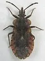 Aradus nr-debilis-ca-az - photo 3