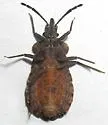 Aradus nr-debilis-ca-az - photo 4