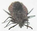 Aradus nr-debilis-ca-az - photo 5